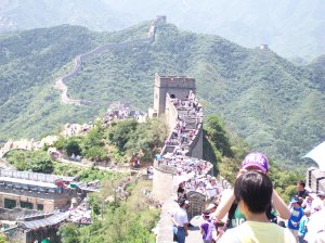 That should keep the rabbits out