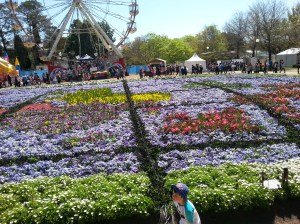 That is a world map made out of tulips, well it would be for any low flying jumbos.